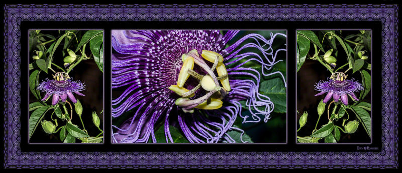 Purple Passion Triptych
