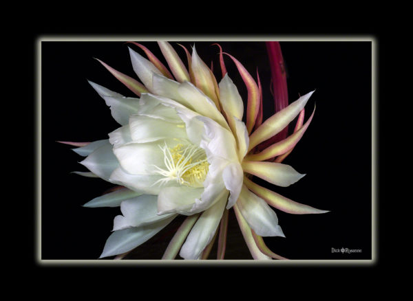 Night Blooming Cereus