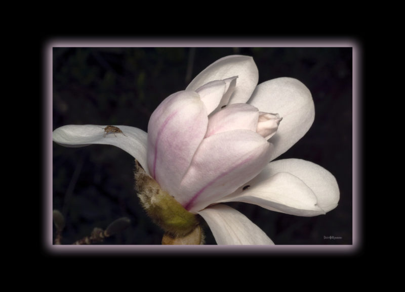 Magnolia and Entourage