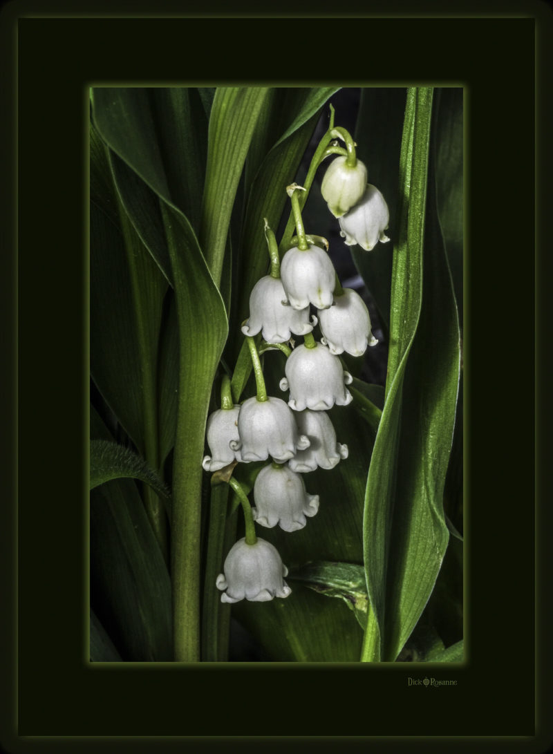 Lily of the Valley