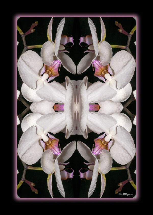 White Orchid Bliss