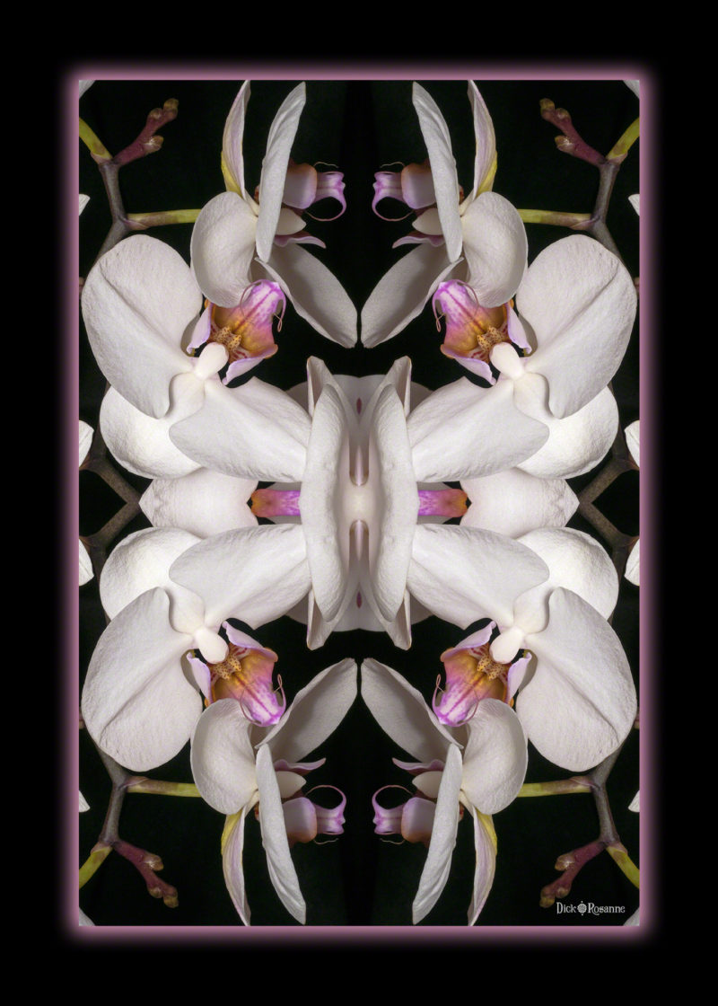 White Orchid Bliss