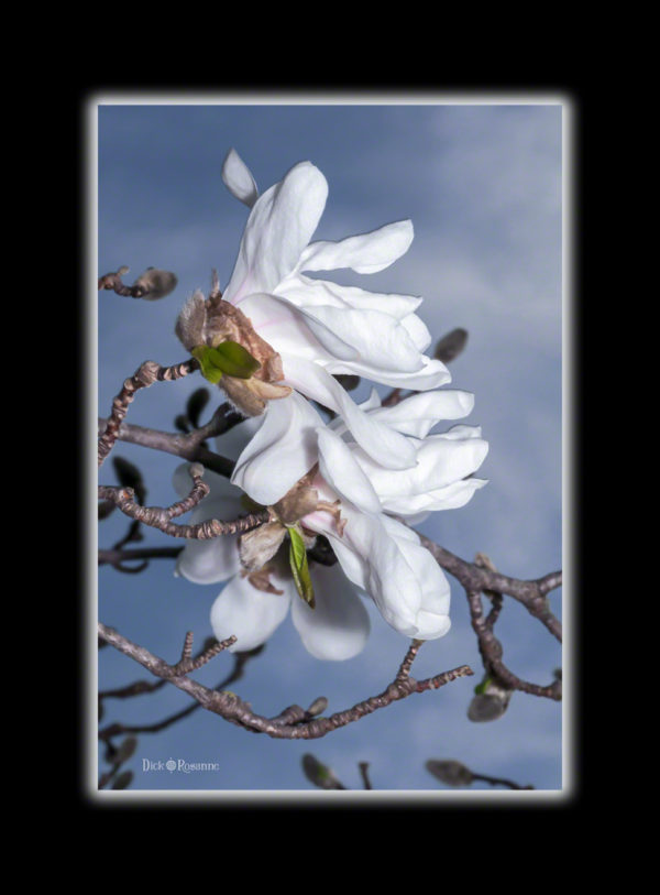 White Magnolia