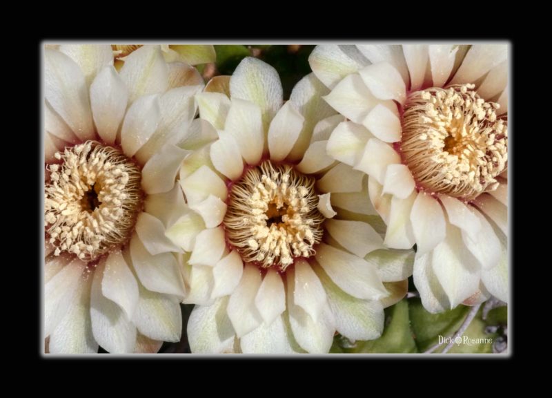 Cactus Flower Trio