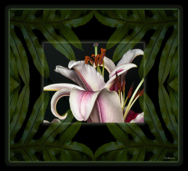 Stargazer