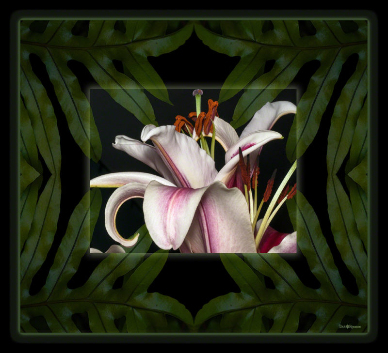 Stargazer