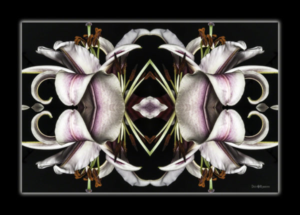 Dancing Lilies