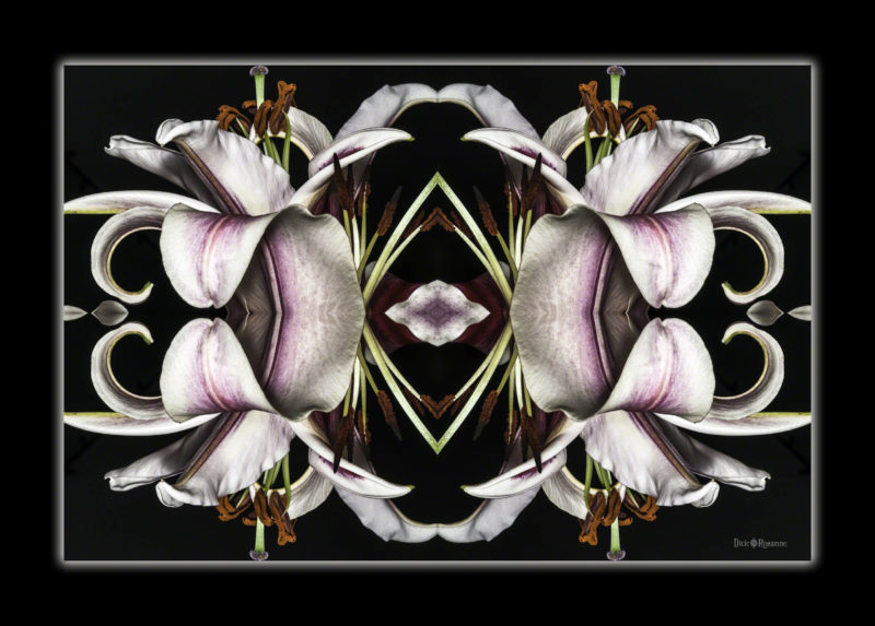 Dancing Lilies