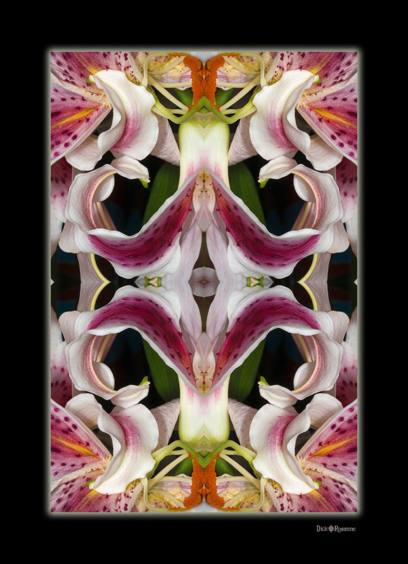 Regal Lilies