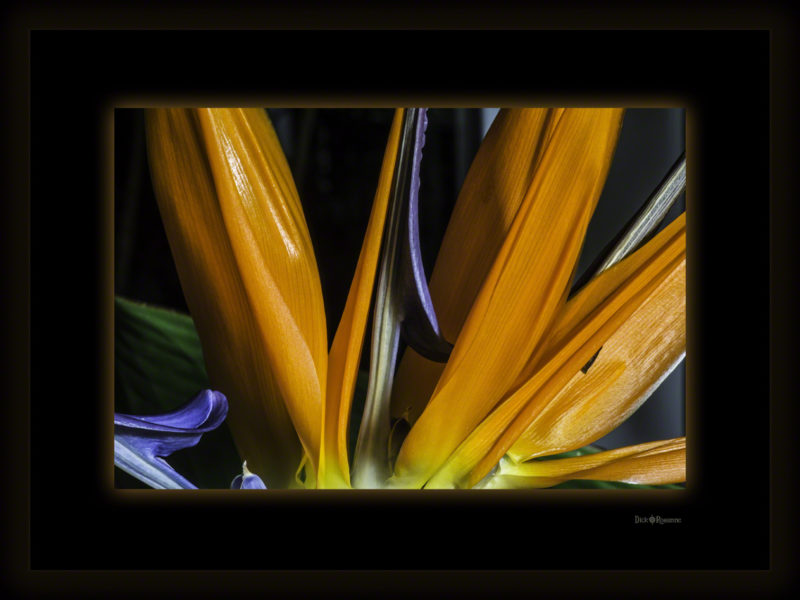 Bird of Paradise
