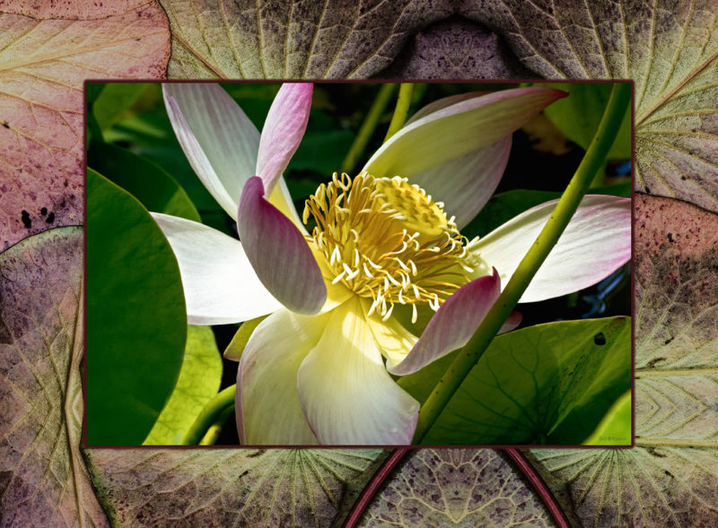 Lotus Awakening