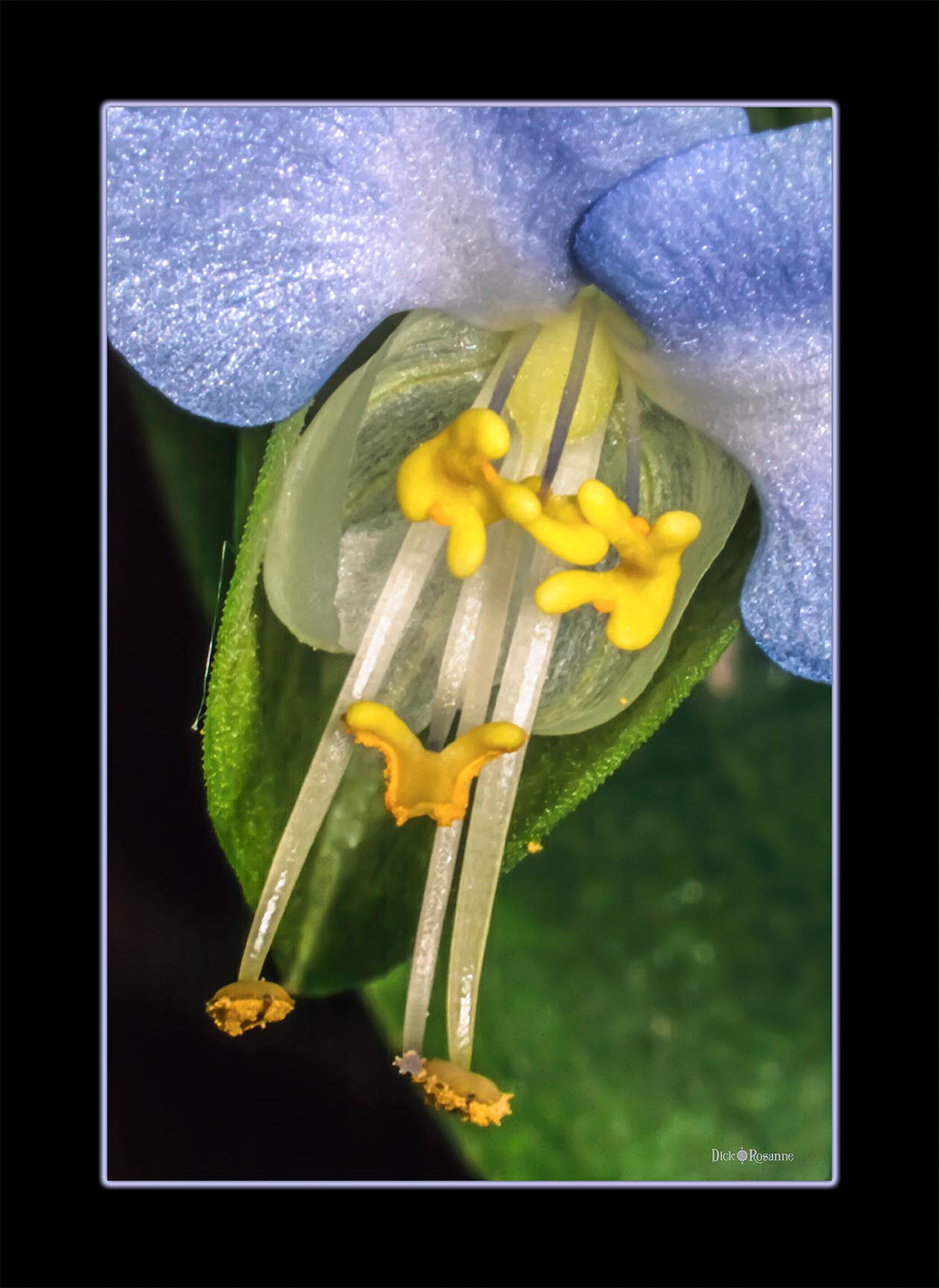15 Fresh Cuttings Of Blue Spiderwort Day Lily – Tradescantia Zebrina, Fast-Growing Perennial