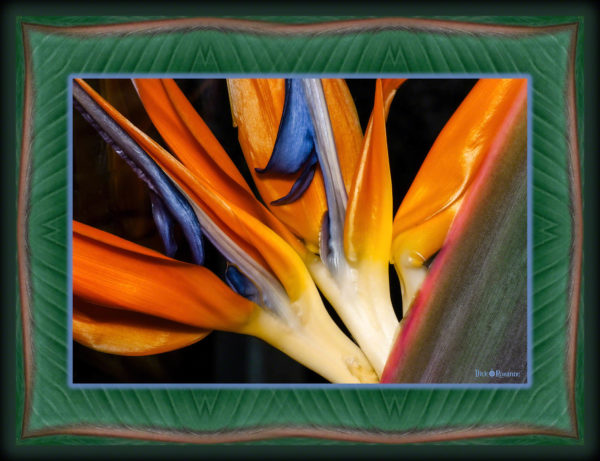 Bird of Paradise Bloom