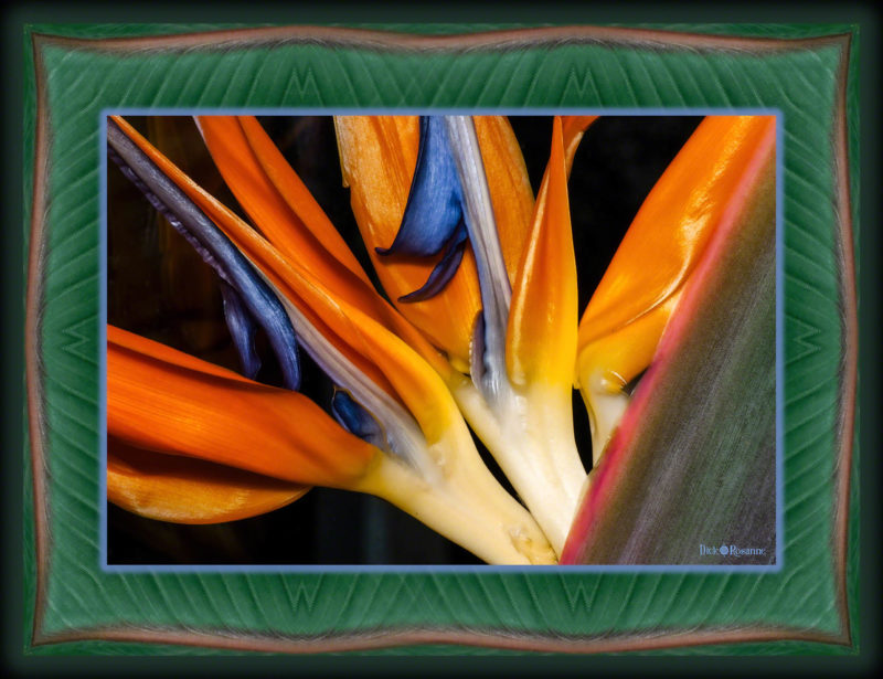 Bird of Paradise Bloom