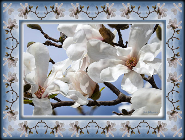 Marvelous Magnolias