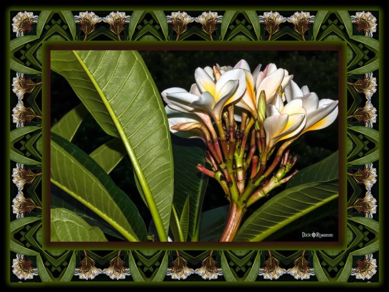 Plumeria