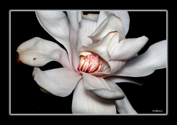 Majestic Magnolia