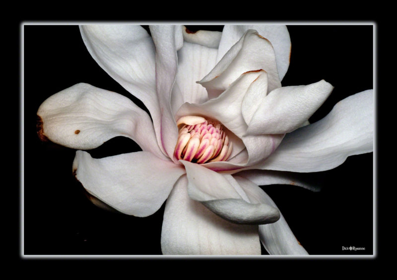 Majestic Magnolia