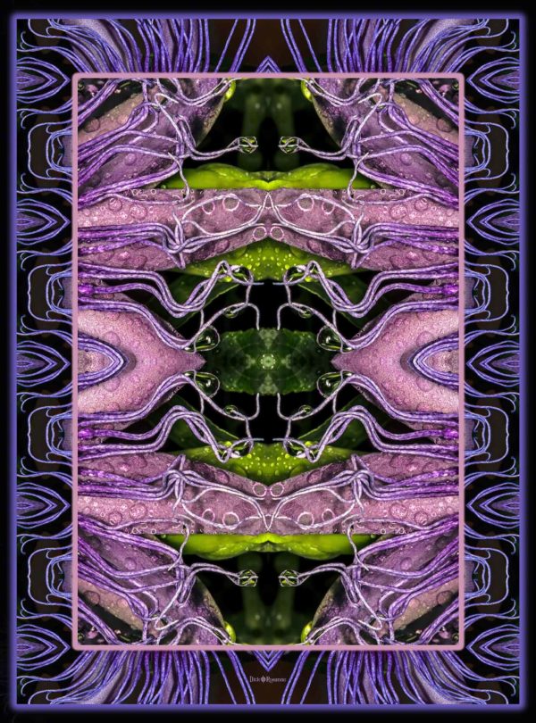 Passion Flower Raindrops