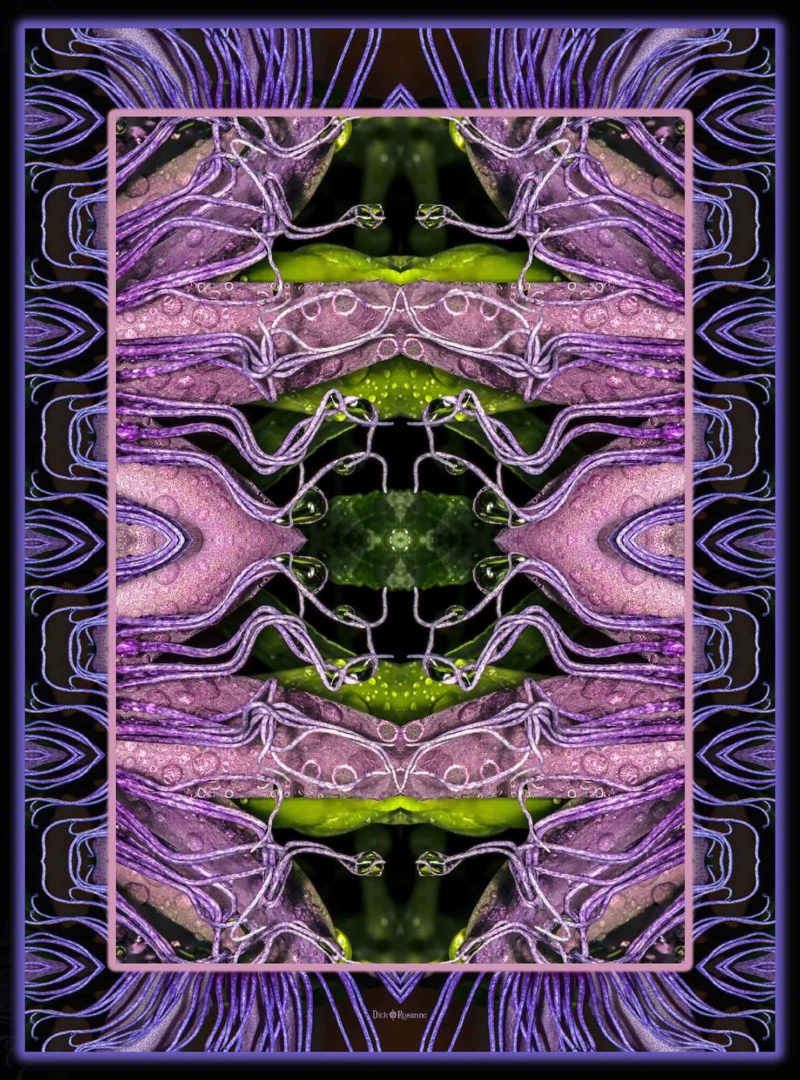 Passion Flower Raindrops