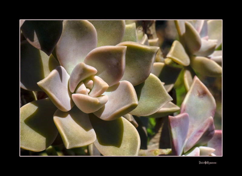 Succulents
