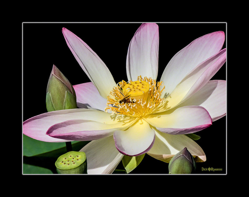 Lotus Bloom, Buds and Bee
