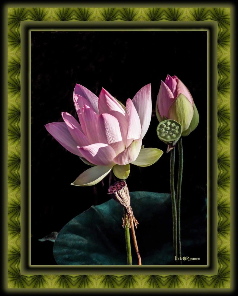 Lotus Trio