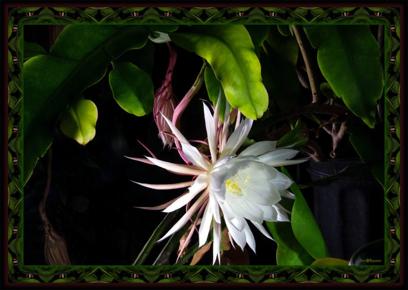 Night Blooming Cereus