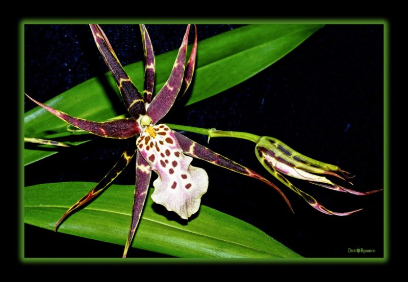 Spider Orchid