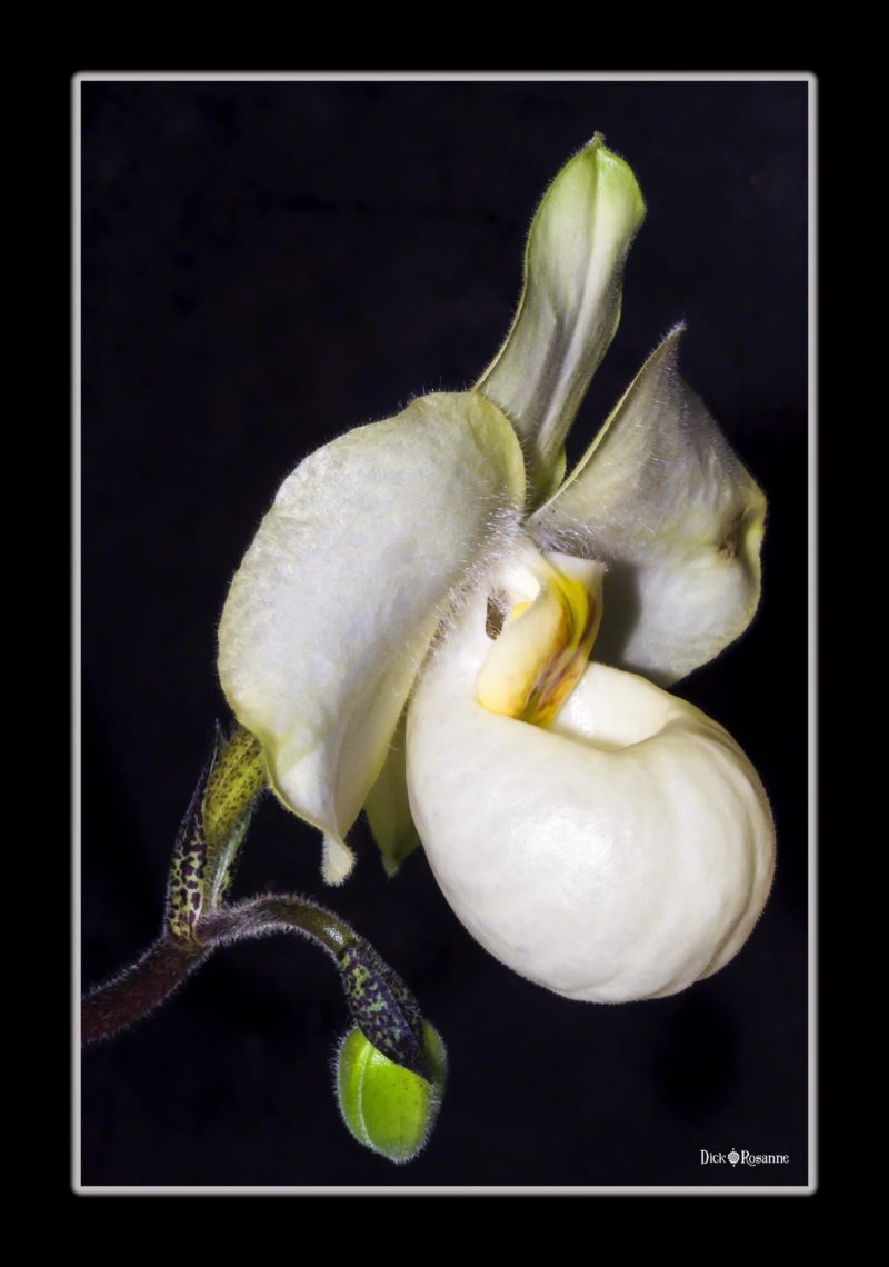 White Lady Slipper Orchid