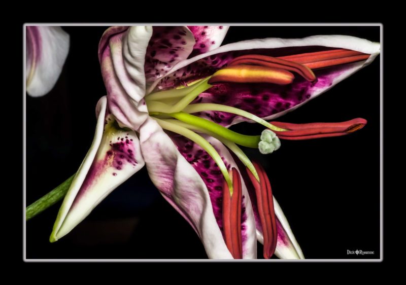 Stargazer Lily