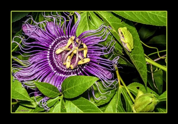 Passion for Tree Frogs