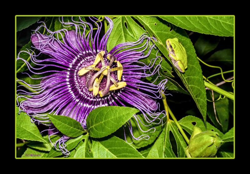 Passion for Tree Frogs