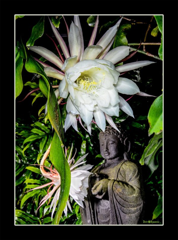 Buddha and Queen of the Night