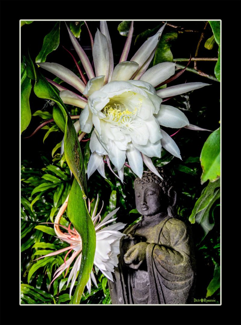 Buddha and Queen of the Night