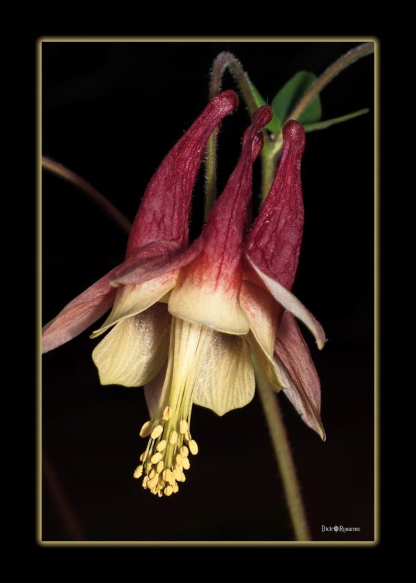 Red Columbine