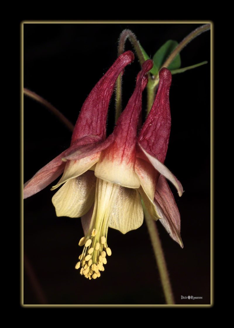 Red Columbine