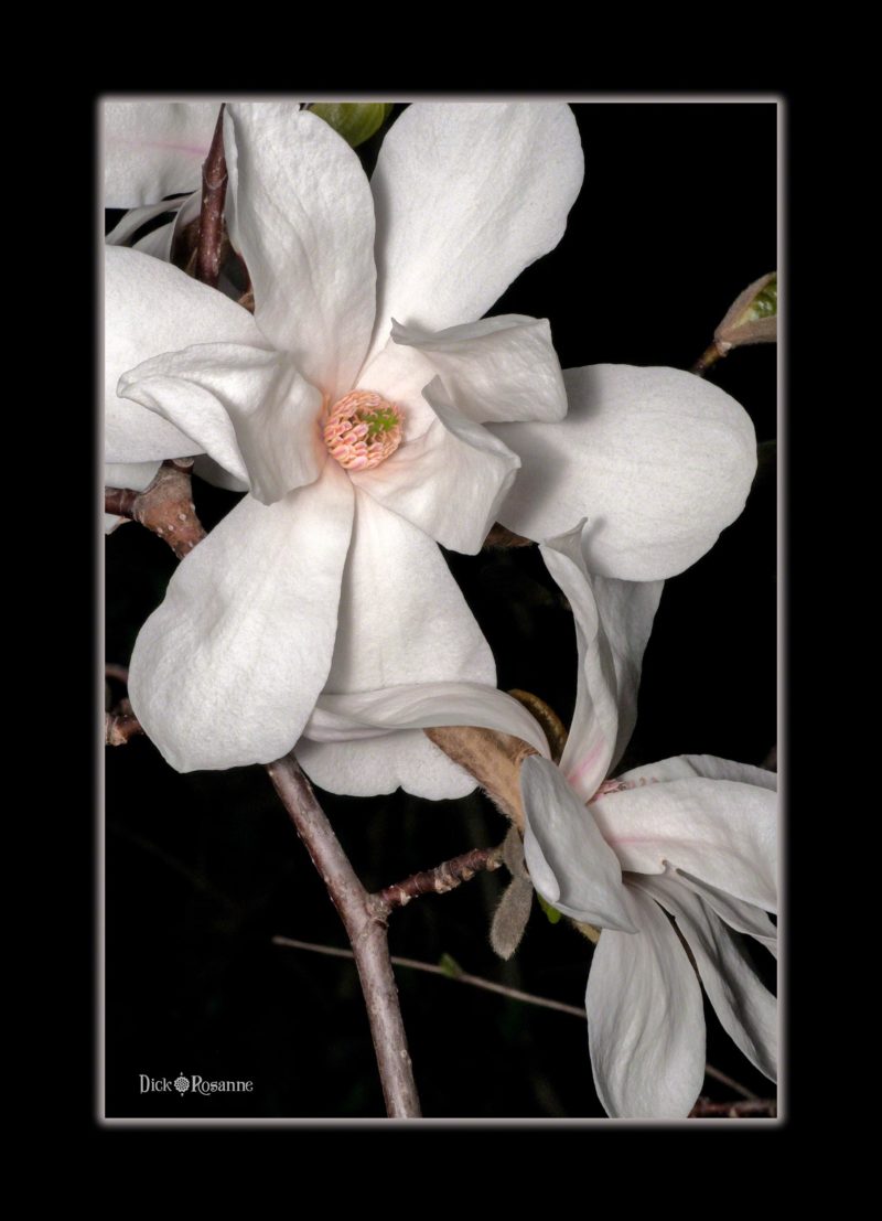 Magnolia Flower