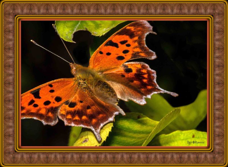 Eastern Comma Butterfly