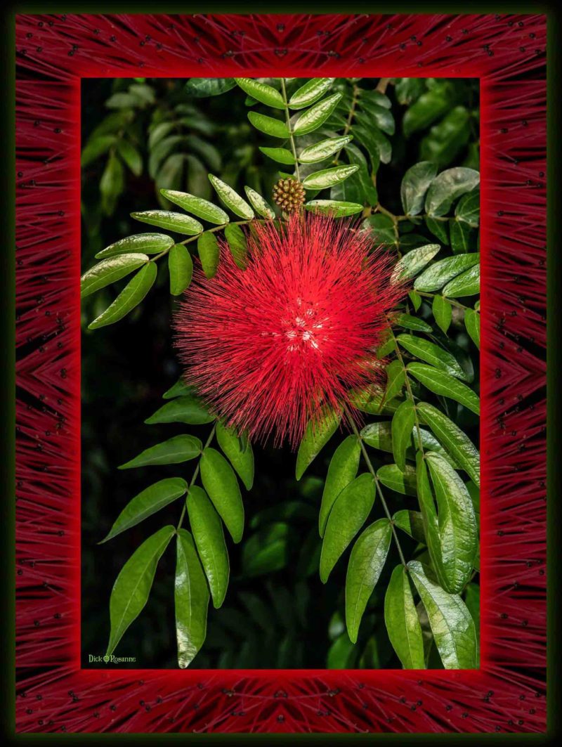 Red Powder Puff Flower