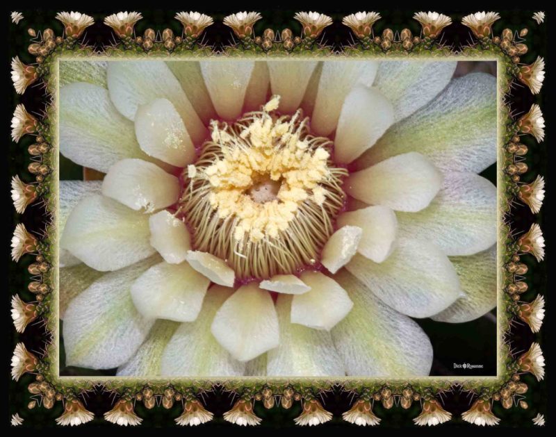 Cactus Flower
