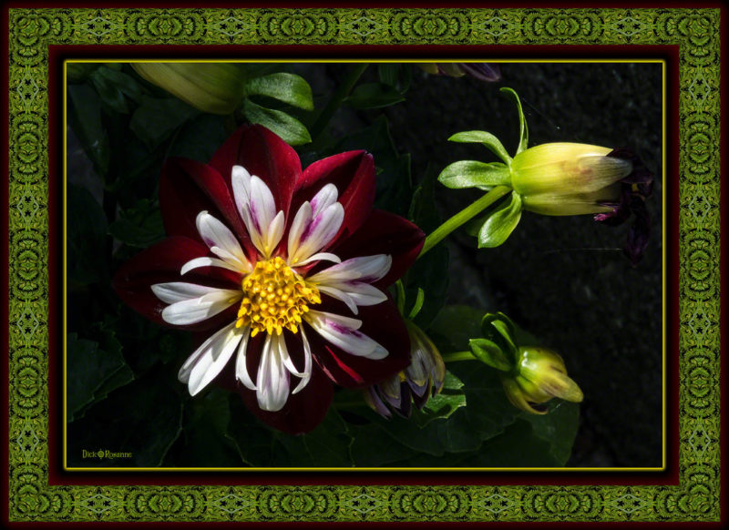 Dahlia