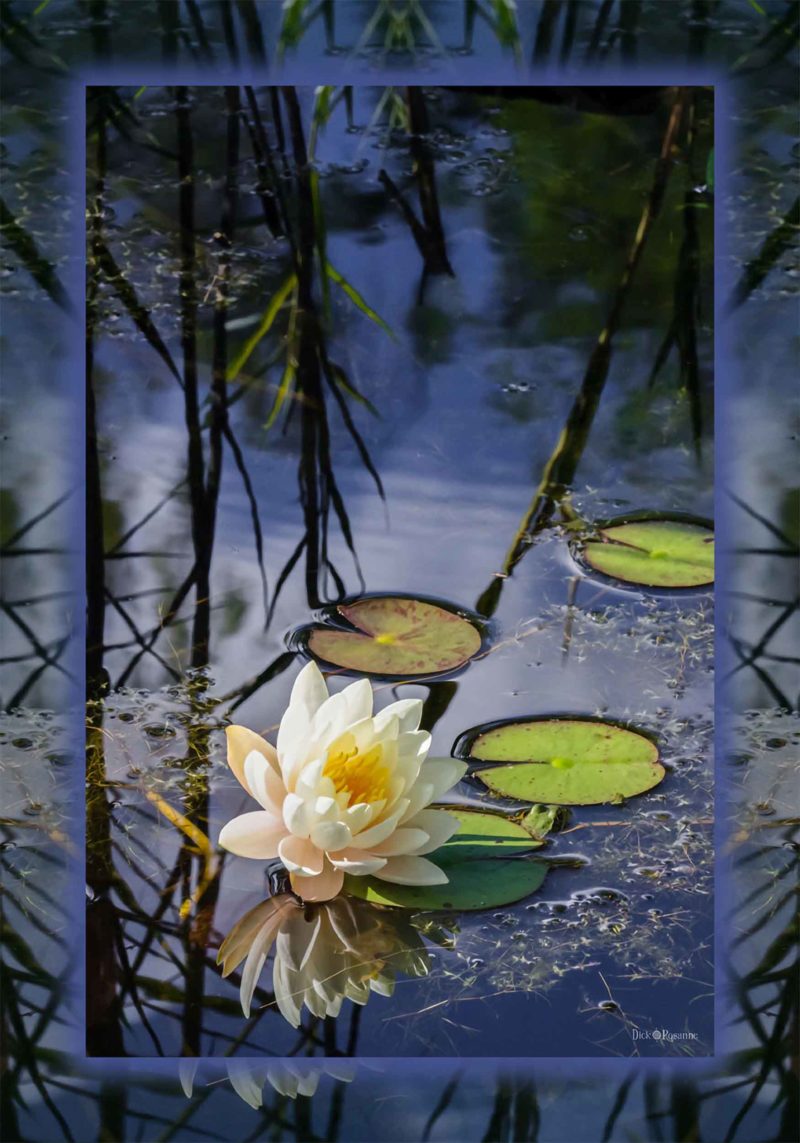 Water Lily Reflections