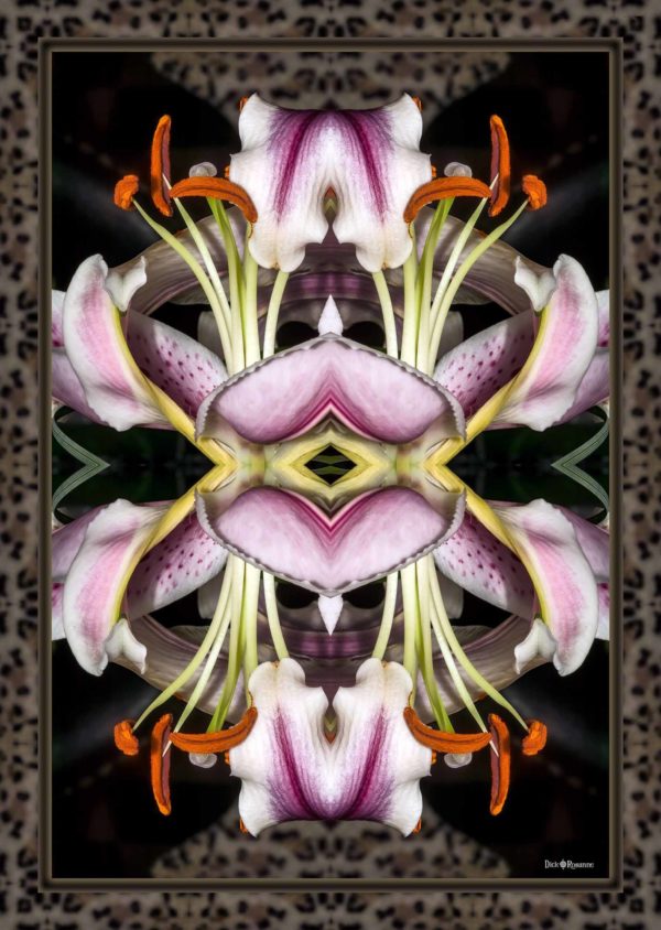 Quantum Lily