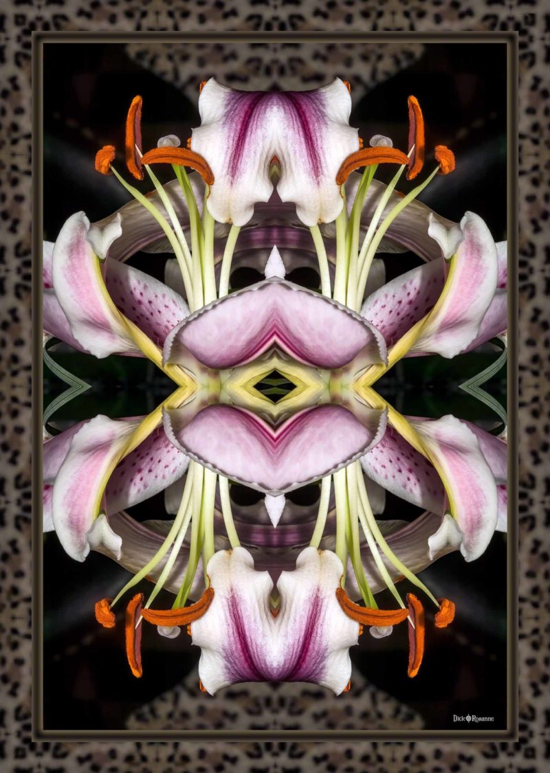 Quantum Lily