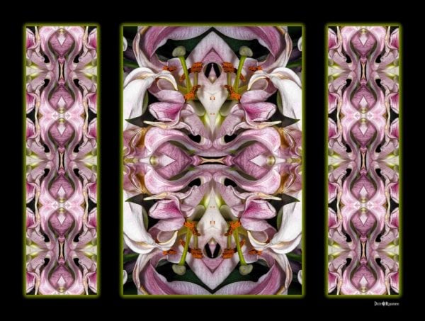 Lily Triptych