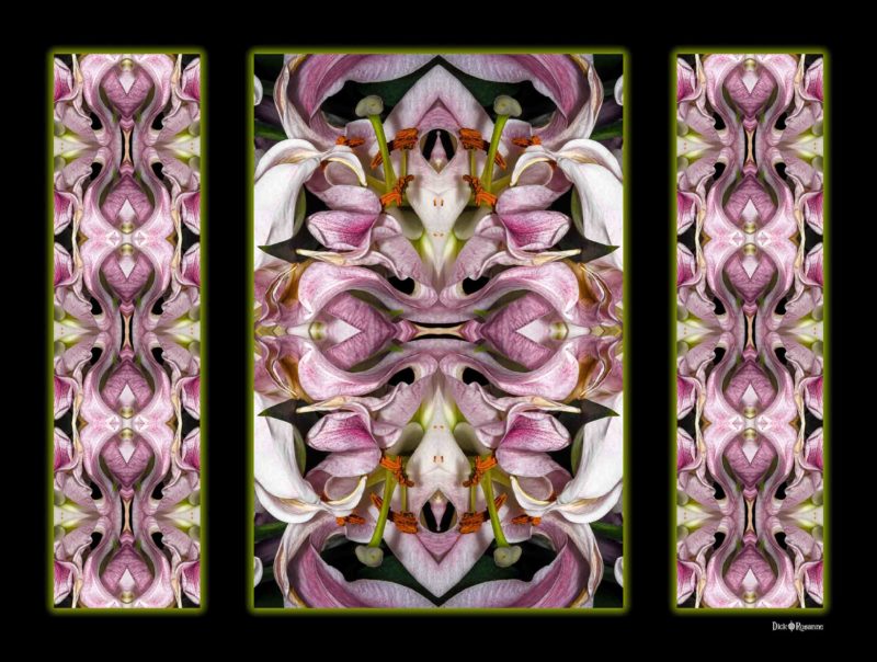Lily Triptych