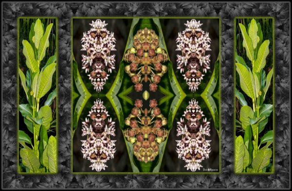 Milkweed Triptych