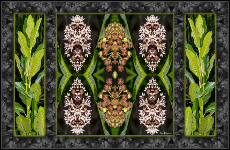 Milkweed Triptych
