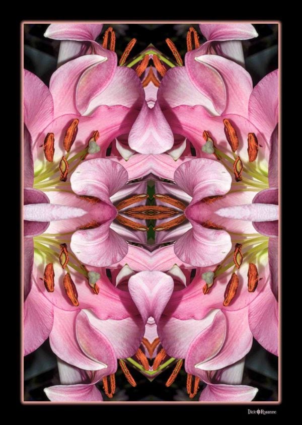Lovely Lilies